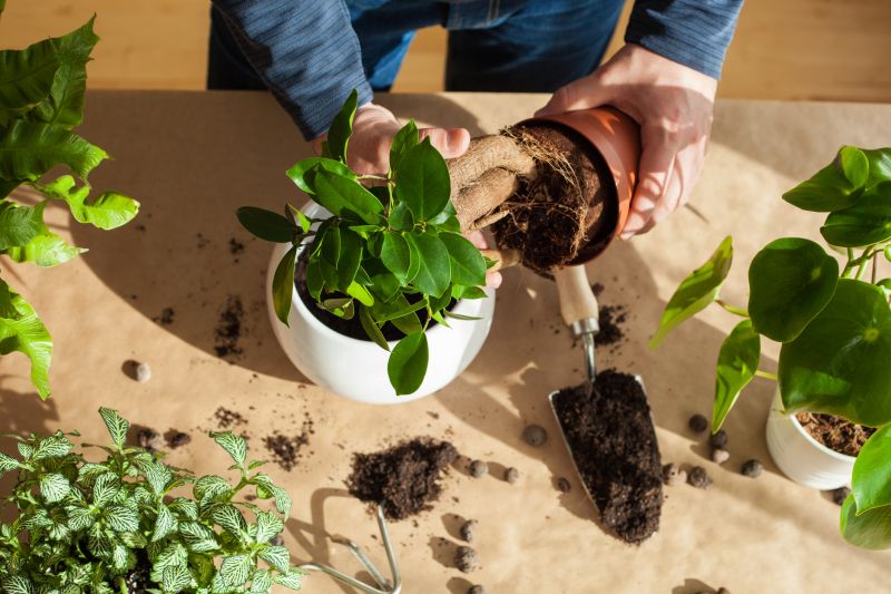 Garden Maintenance Service in Honolulu, HI