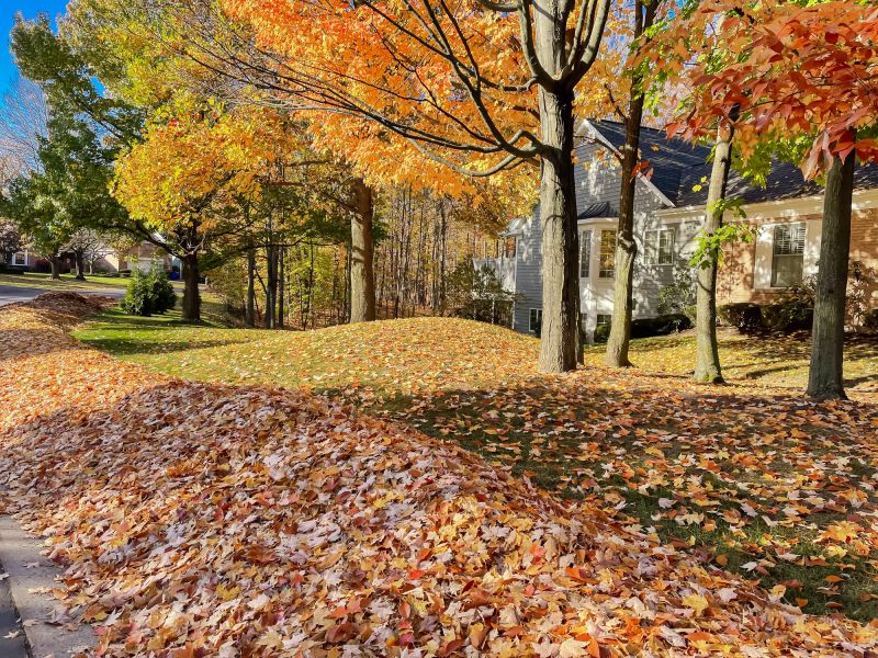 Leaf Removal in Honolulu, HI