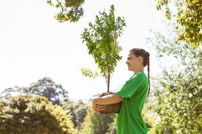 Maple Tree Planting in Ventura County, CA