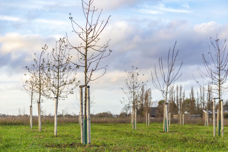 Pear Tree Planting in Honolulu, HI