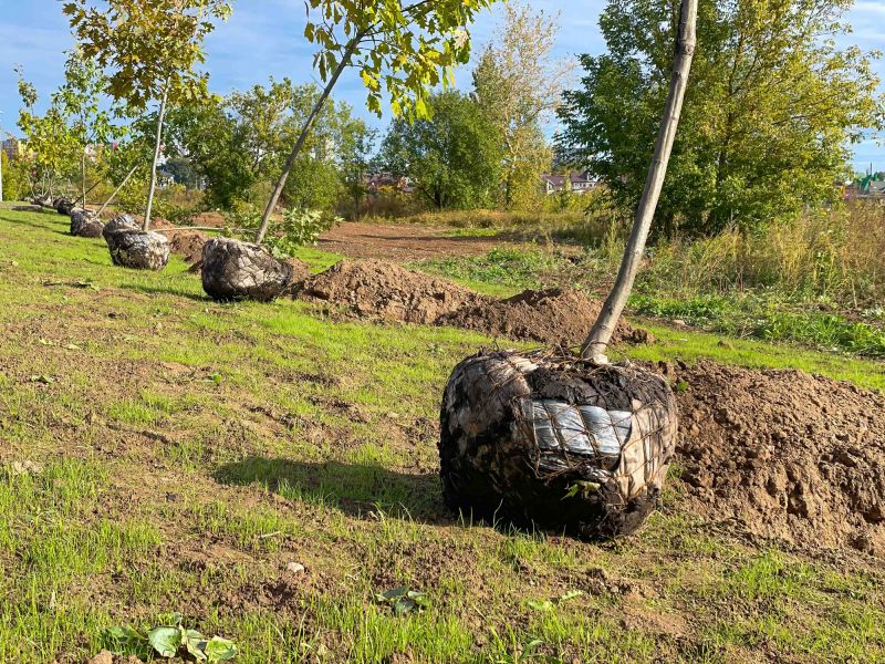 Privacy Trees Planting in Ventura County, CA