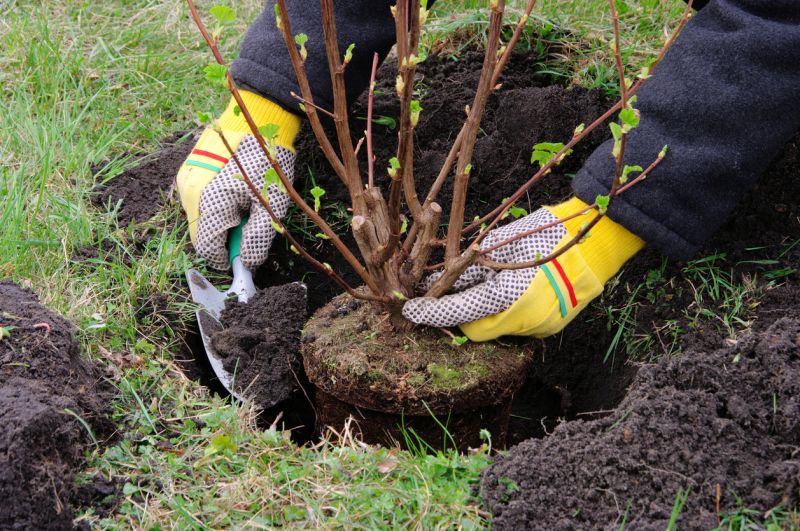 Shrub Landscaping in Ventura County, CA