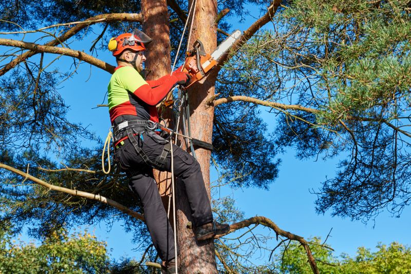 Tree Cabling Service in Reno, NV
