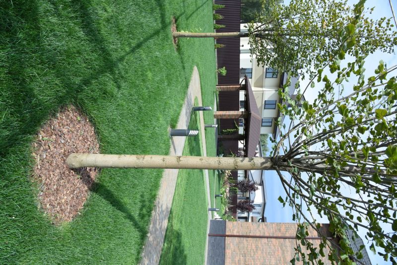 Tree Installation Service in Honolulu, HI
